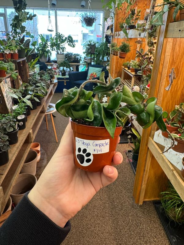 2.5&quot; Hoya Compacta