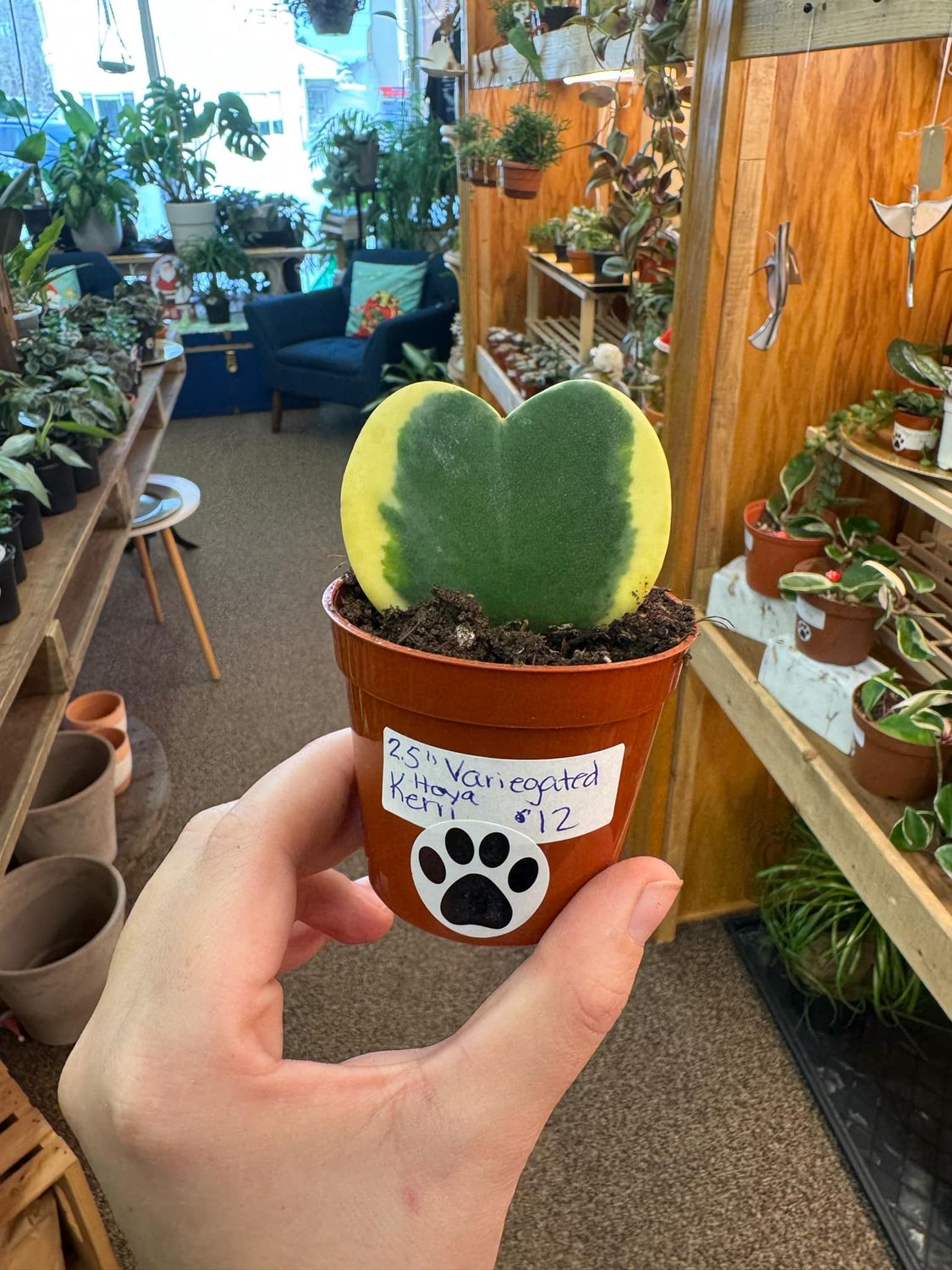 2.5&quot; Hoya Keri Variegata