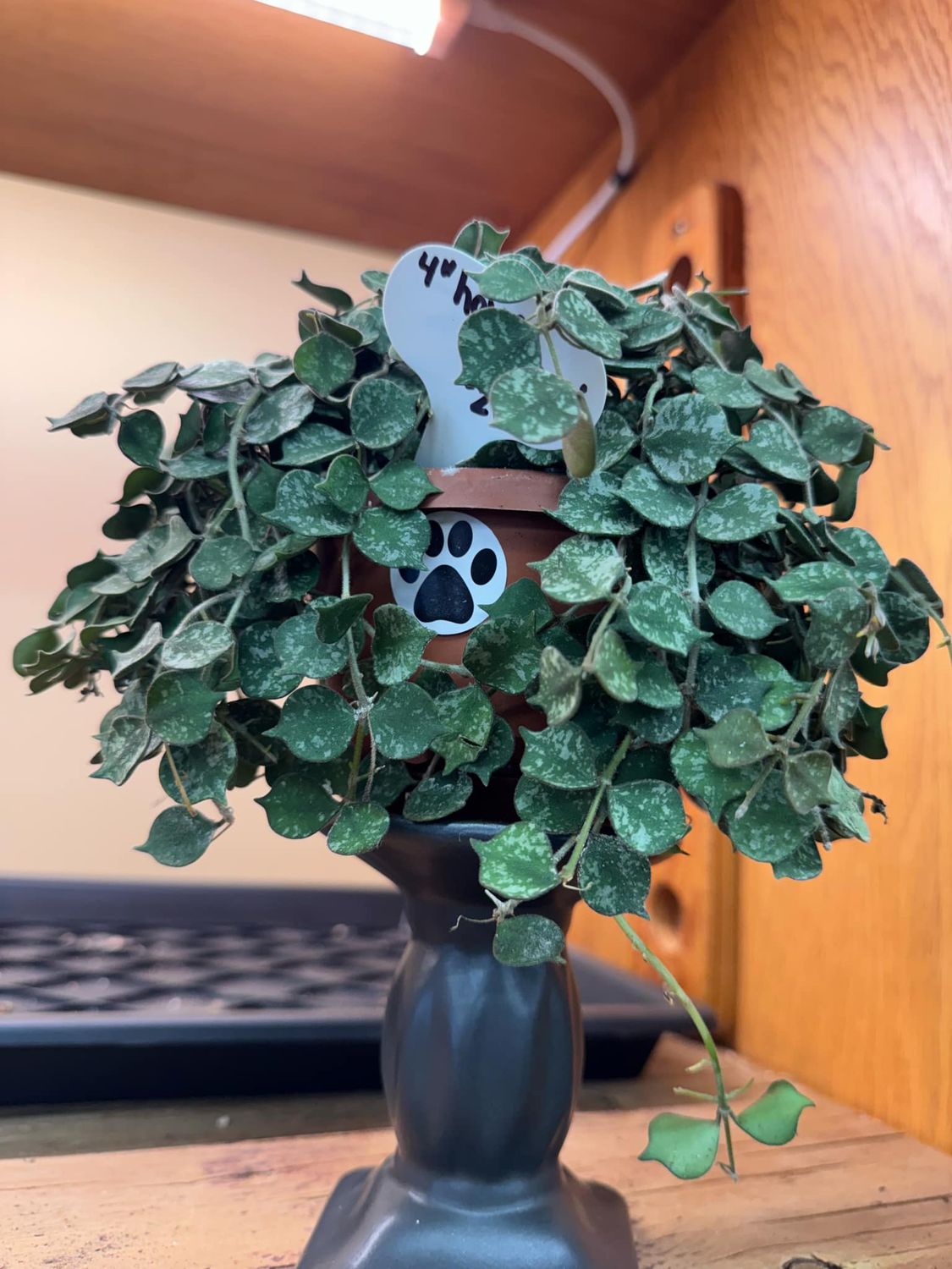 4&quot; Hoya Curtisii