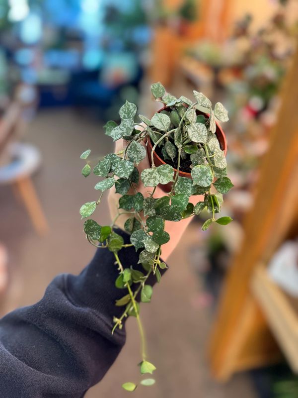 2.5&quot; Hoya Curtisii