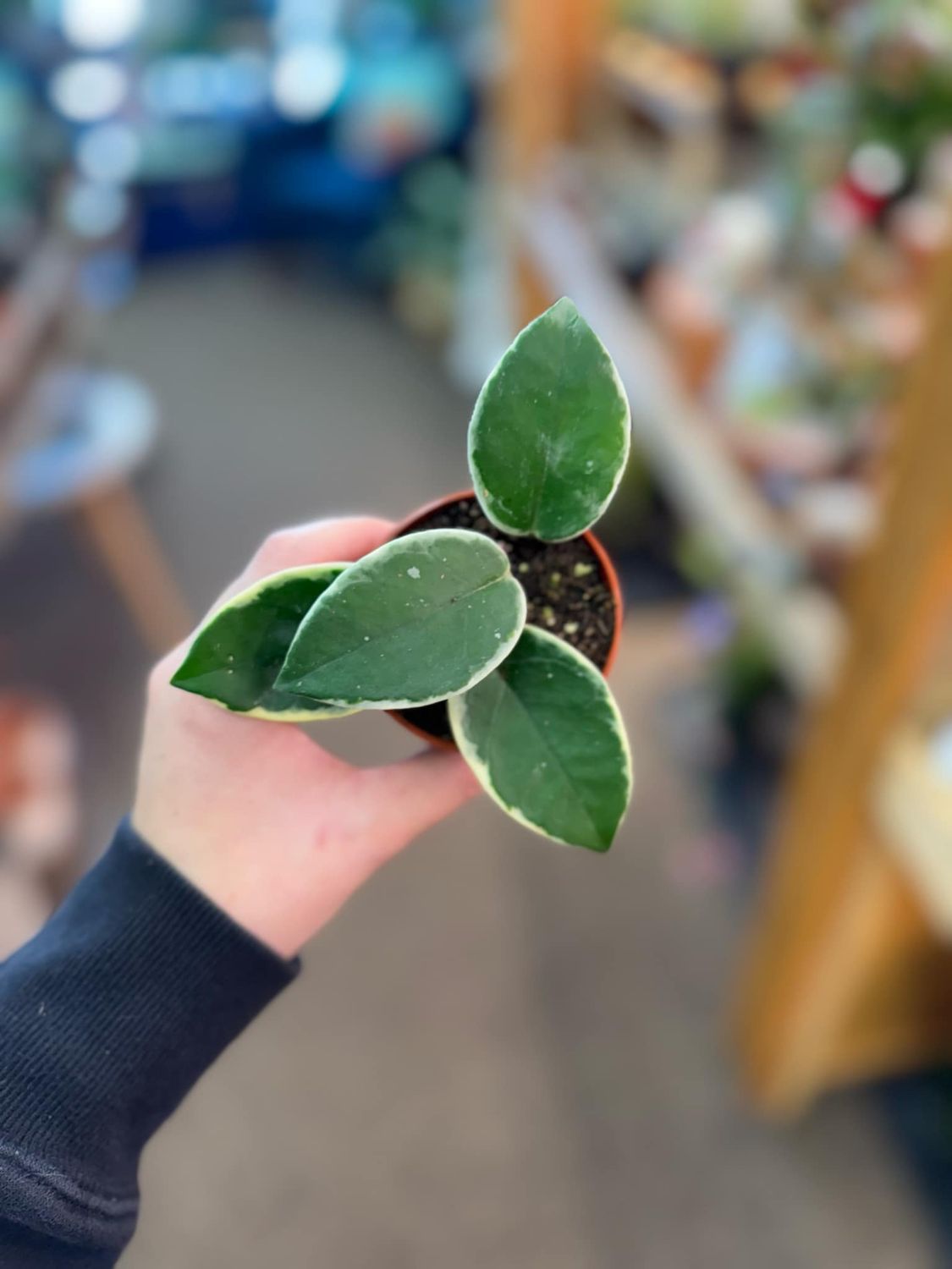 2.5&quot; Hoya Krimson Queen