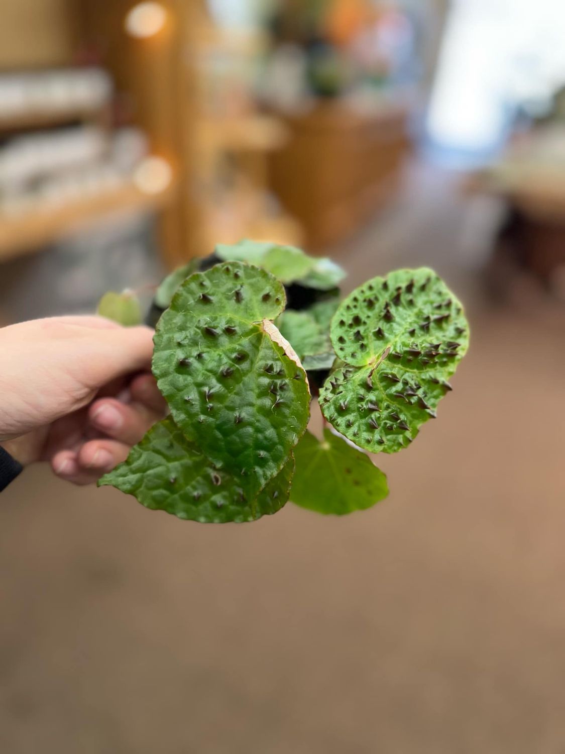 4&quot; Begonia Ferox