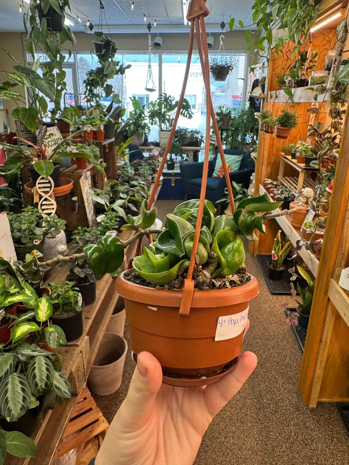 4&quot; Hoya Compacta