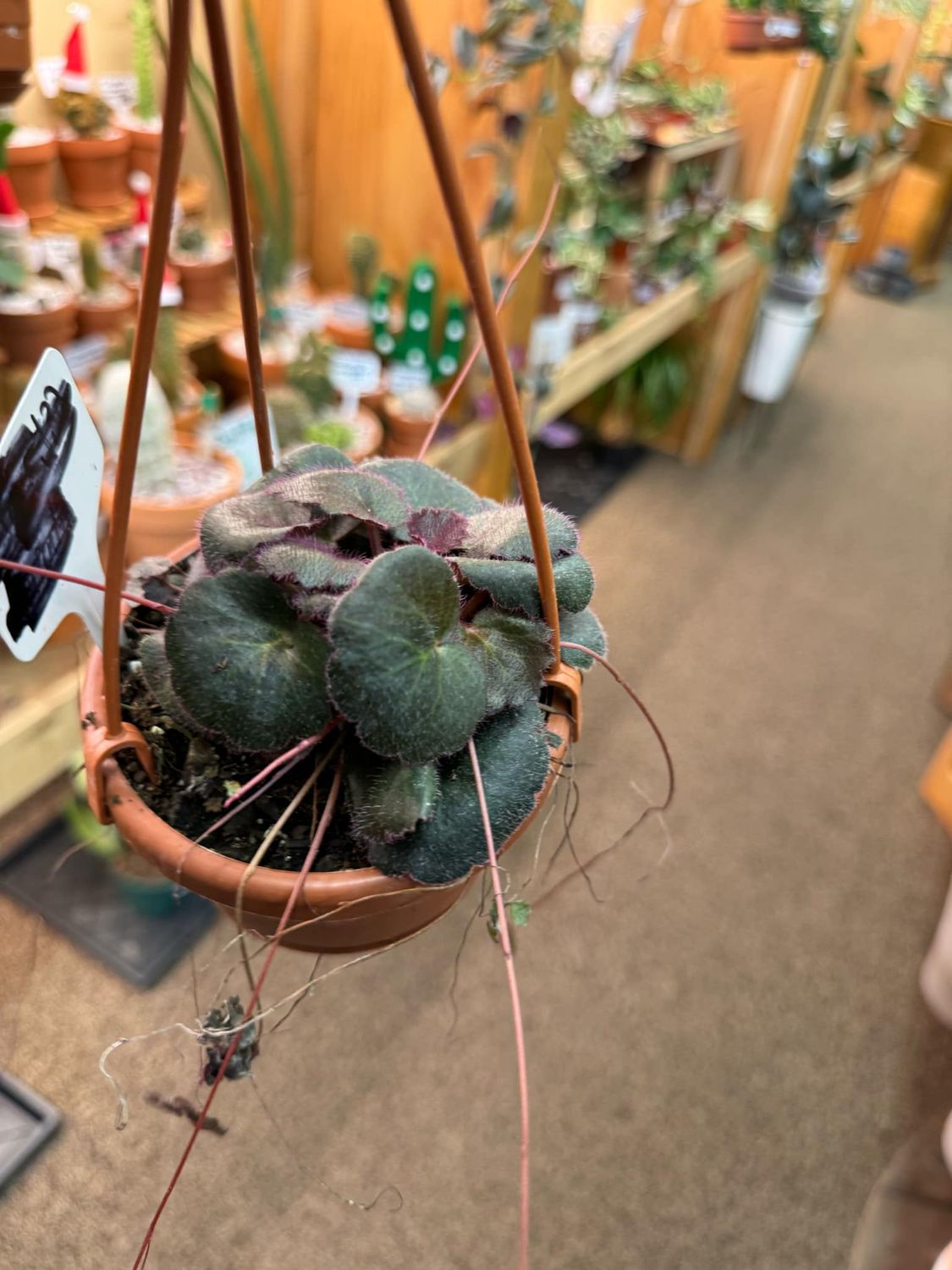 4&quot; Strawberry Begonia