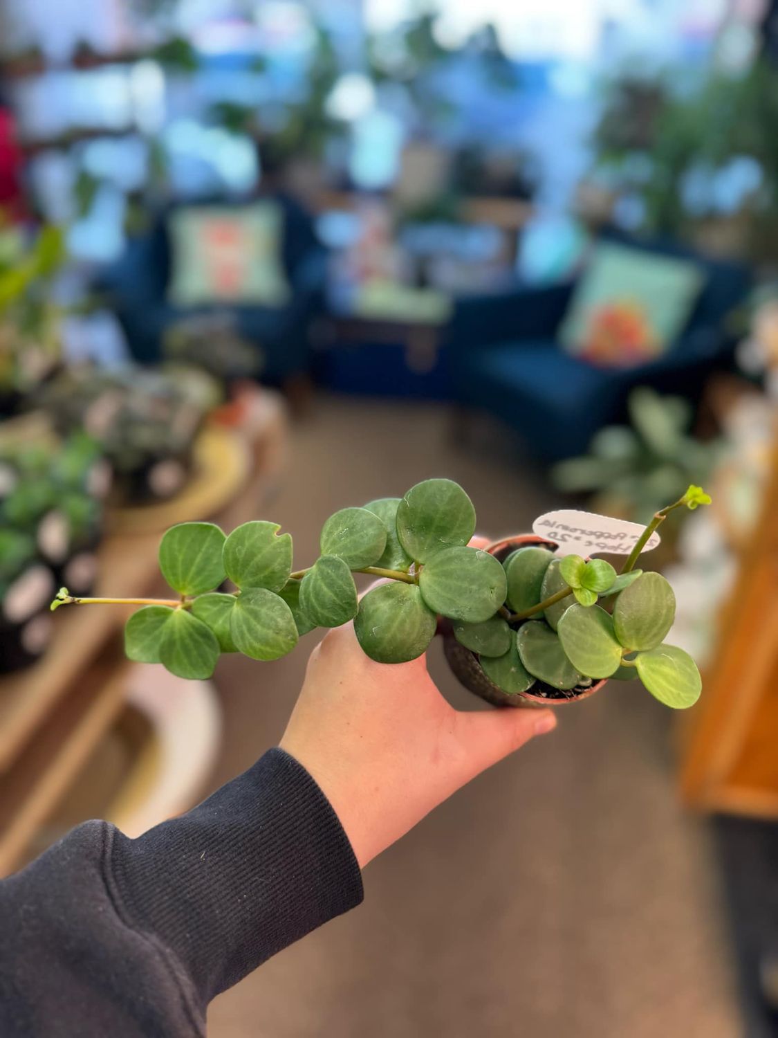 3.5&quot; Peperomia Hope