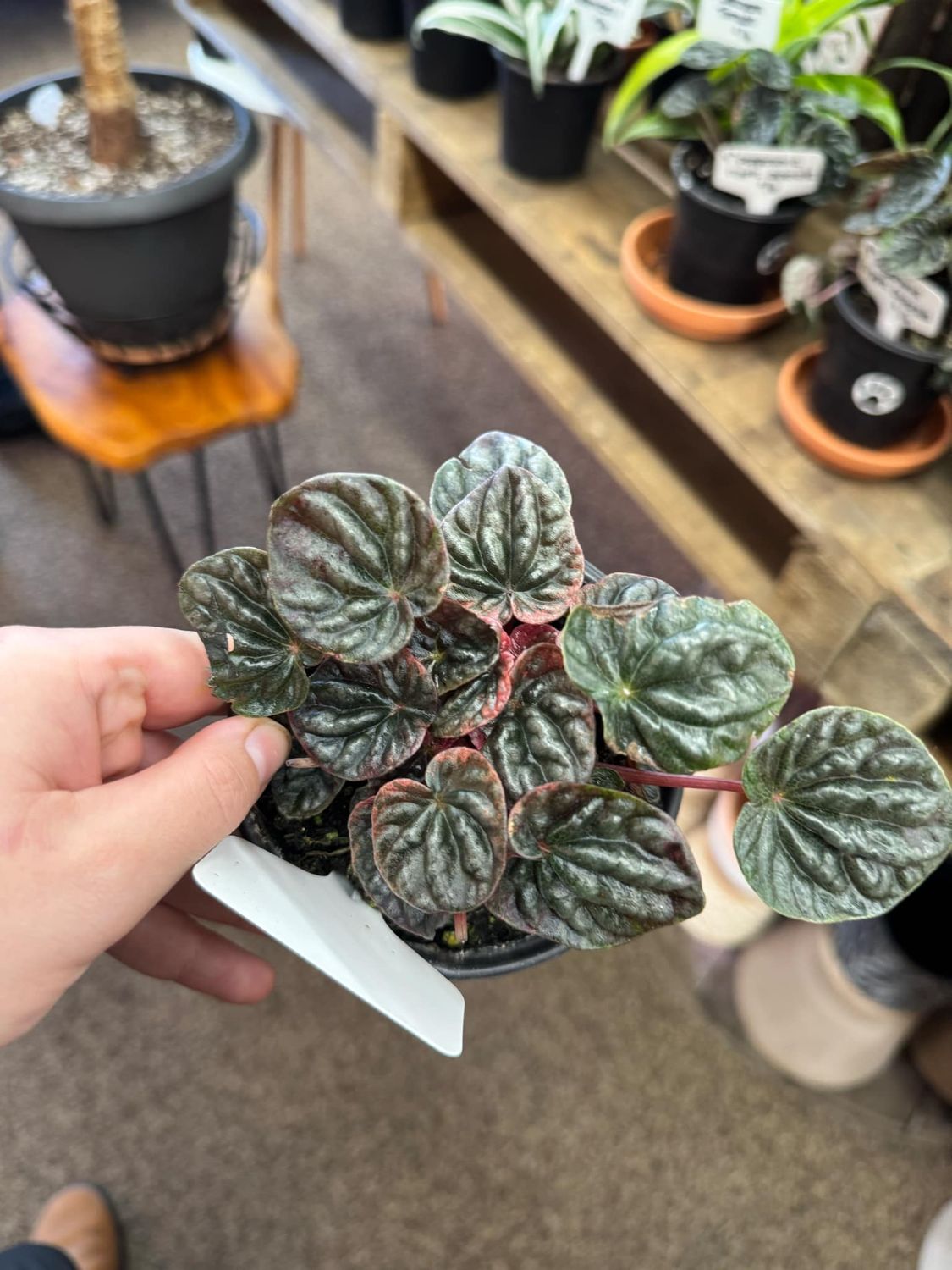 4&quot; Peperomia Caperata (Pink)