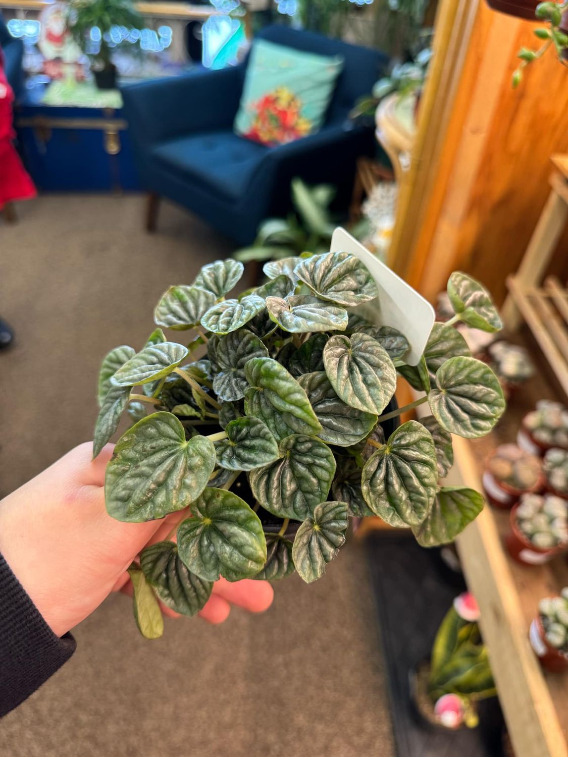 4&quot; Peperomia Caperata (Silver)