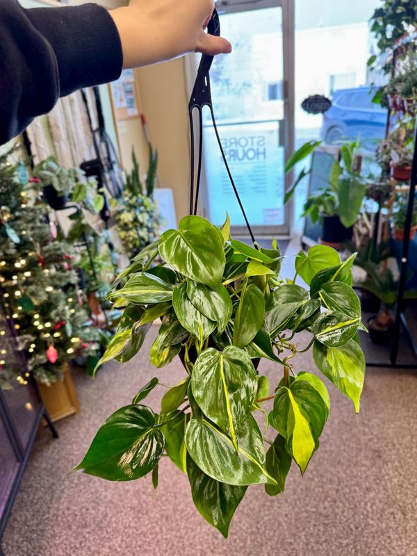 6.5&quot; Philodendron Brazil 