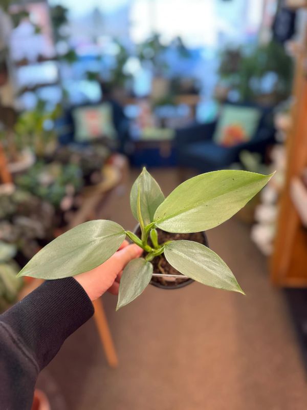 4&quot; Philodendron Silver Sword
