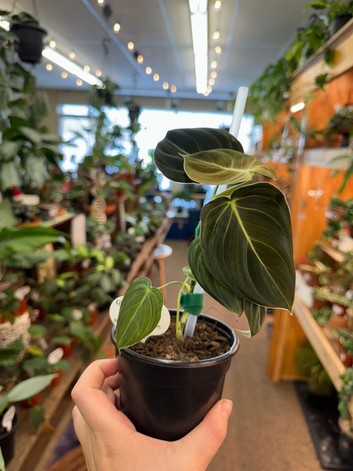 4&quot; Philodendron Melanochrysum 