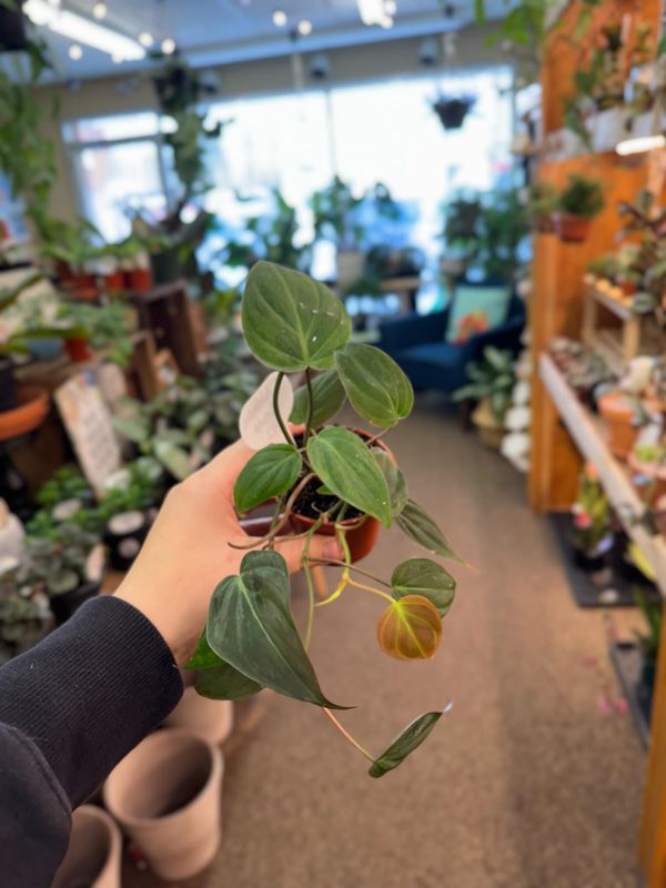 2.5&quot; Philodendron Micans