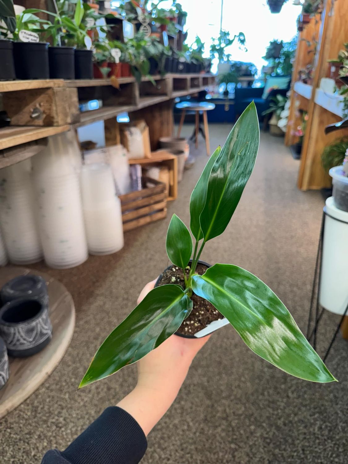 4&quot; Birds of Paradise (Orange Flower)