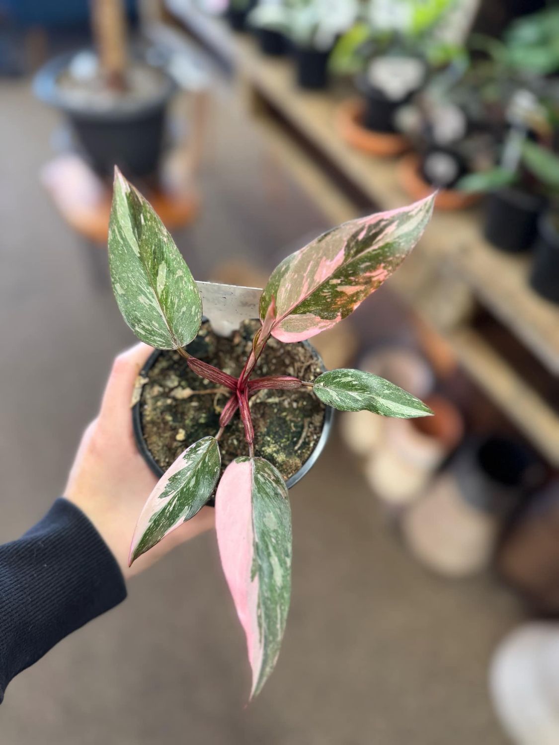 4&quot; Philodendron Pink Princess