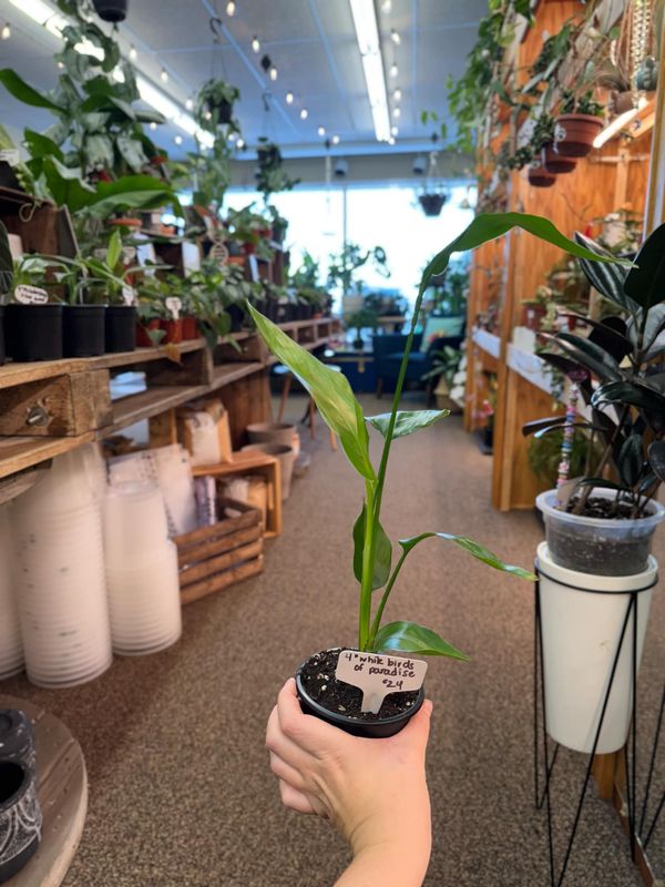4&quot; Birds of Paradise (White Flower)