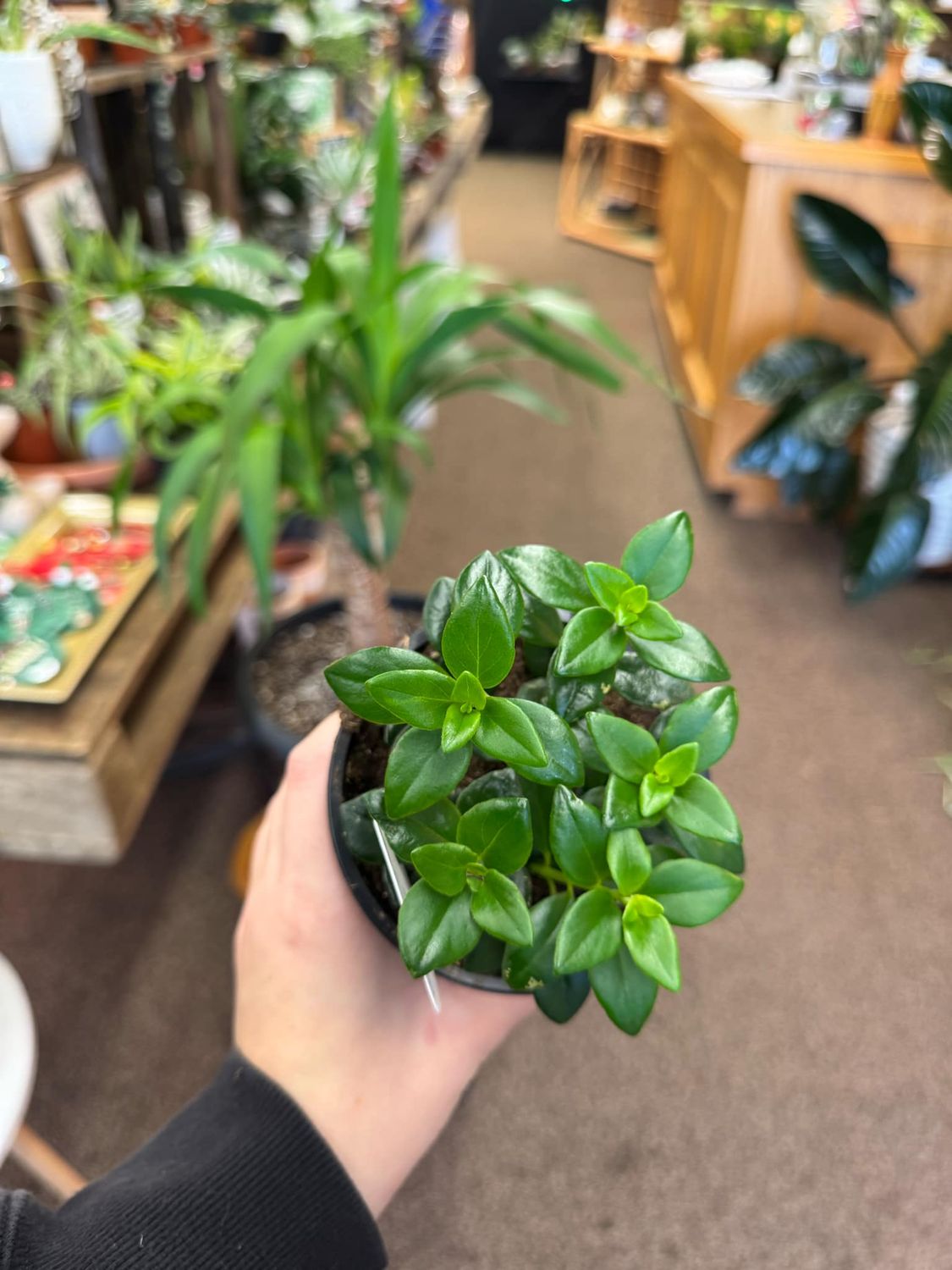 4&quot; Goldfish Plant