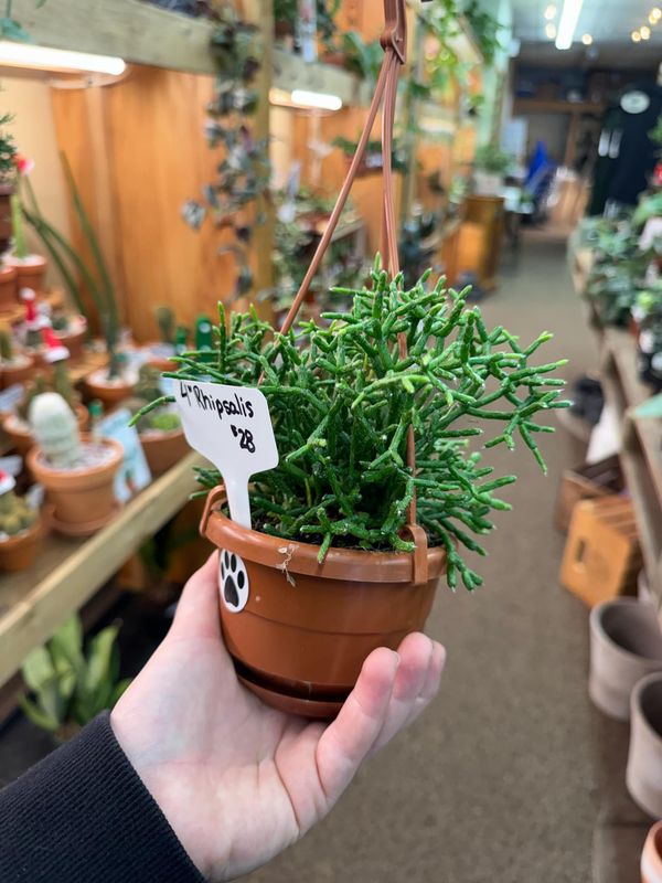 4&quot; Rhipsalis Burchellil