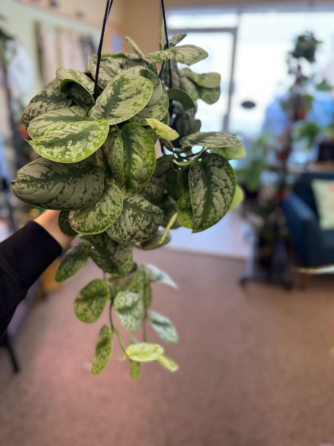 6.5&quot; Scindapsus Exotica