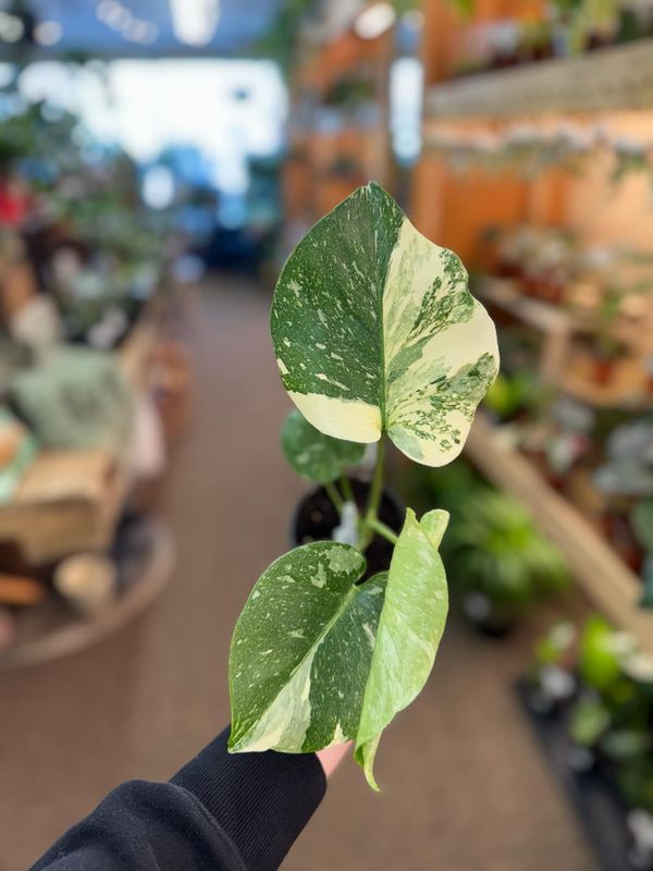 6.5&quot; Monstera Thai Constellation
