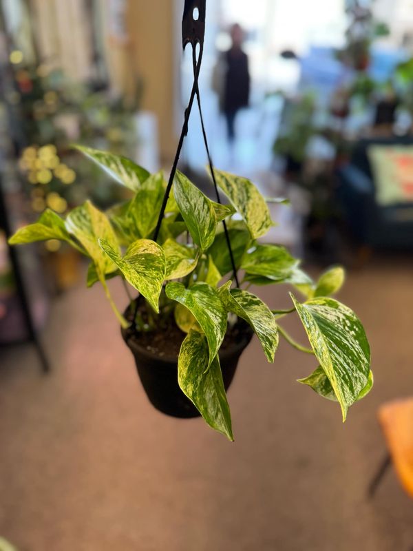 6.5&quot; Epipremnum Aureum Marble Queen (Pothos)