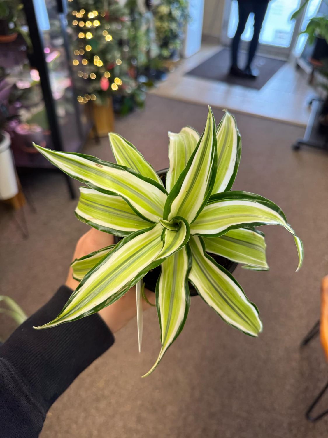 4&quot; Dracaena Malaika Lime