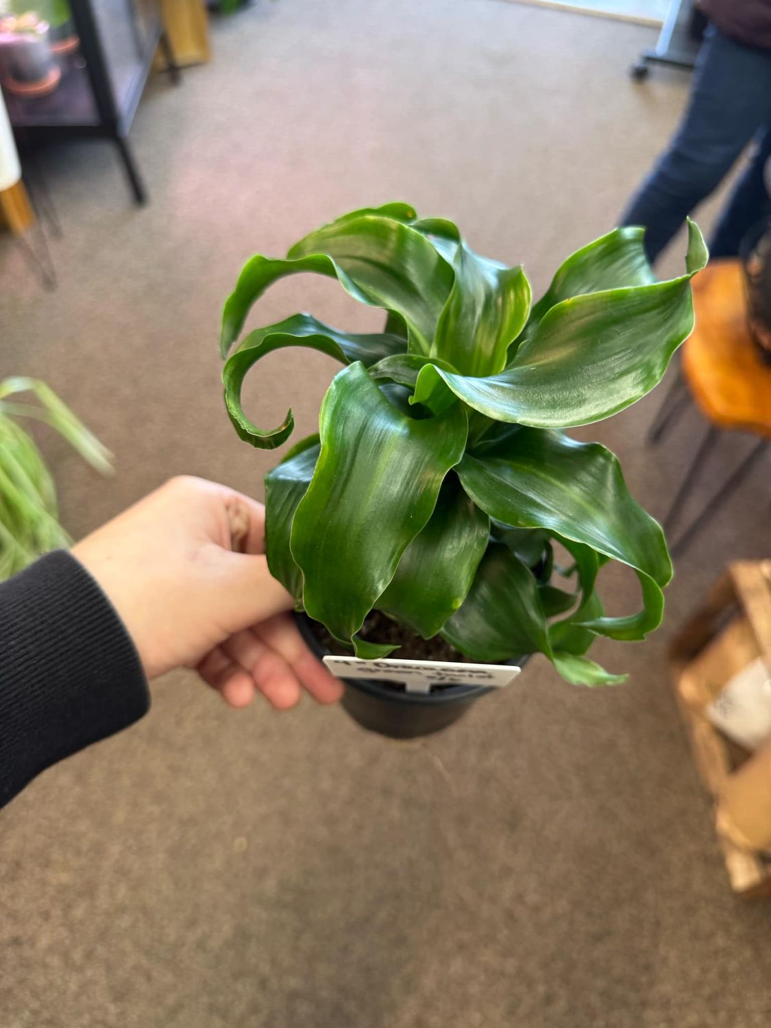 4&quot; Dracaena Green Twist 