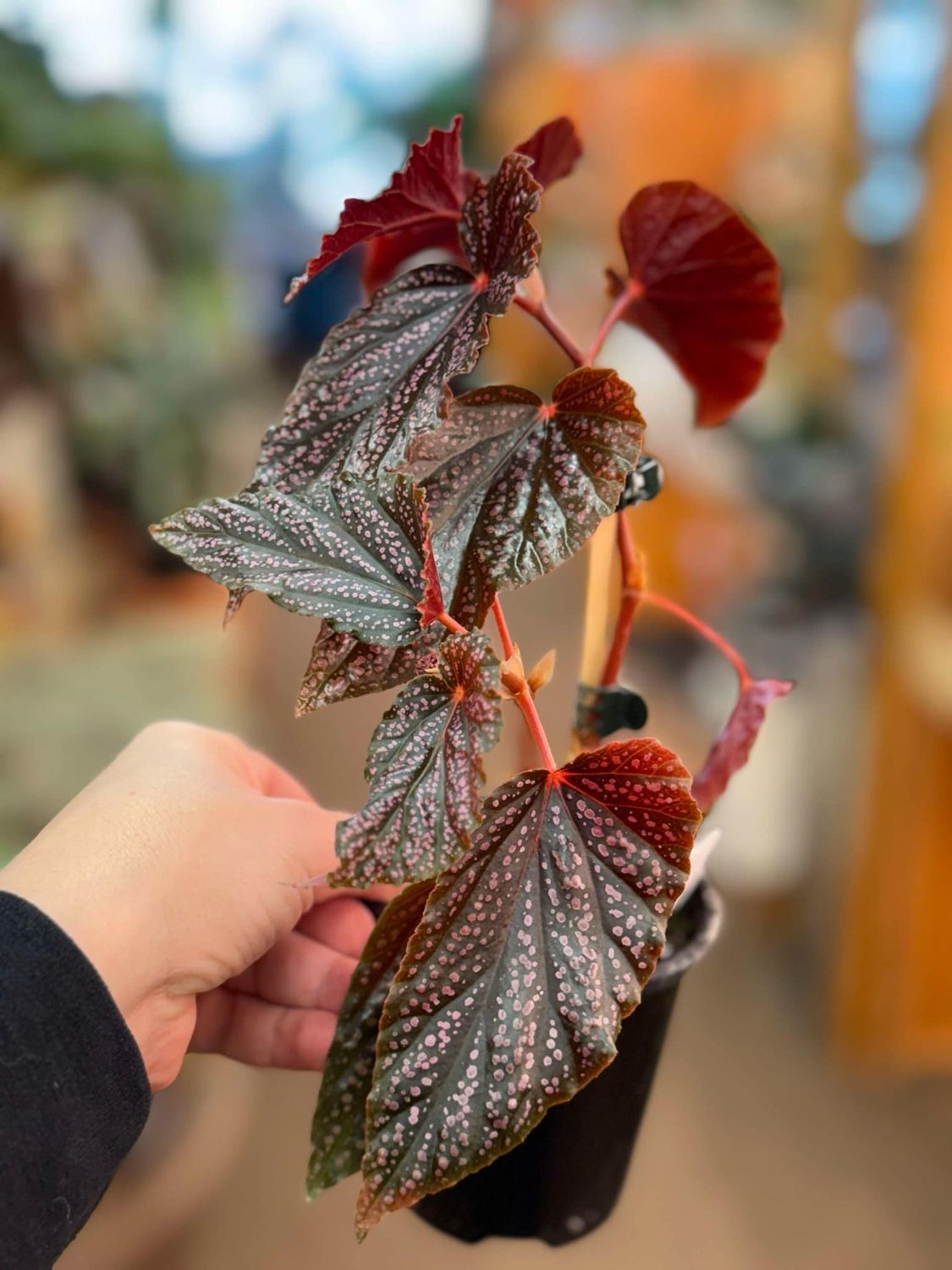4&quot; Begonia Angel Wing  Benigo Pink