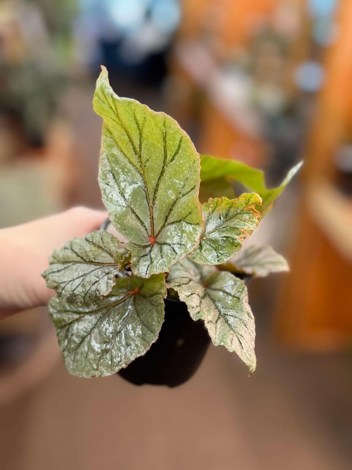4&quot; Begonia Angel Wing &quot;Frost&quot;