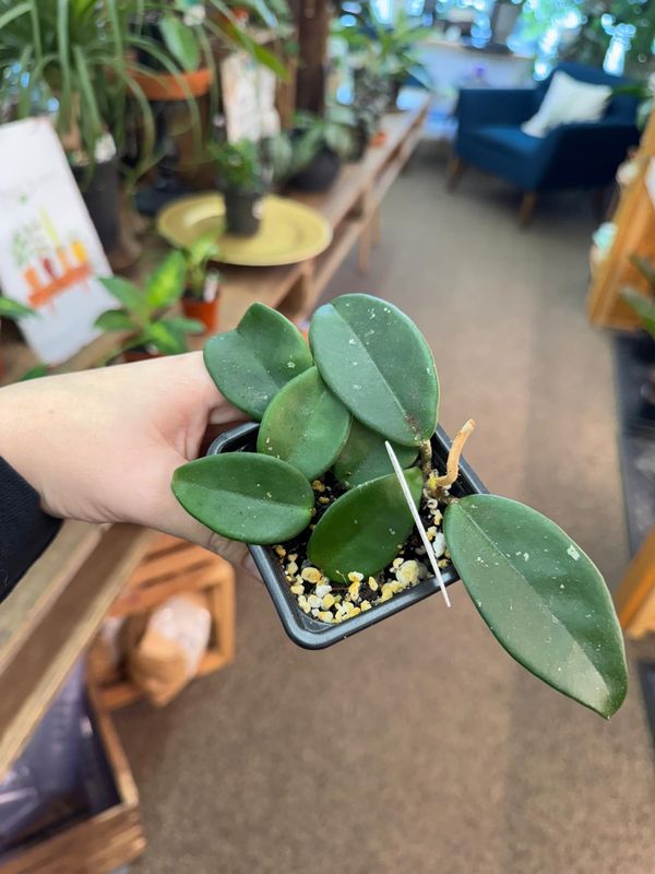3.5&quot; Hoya Carnosa (Green)