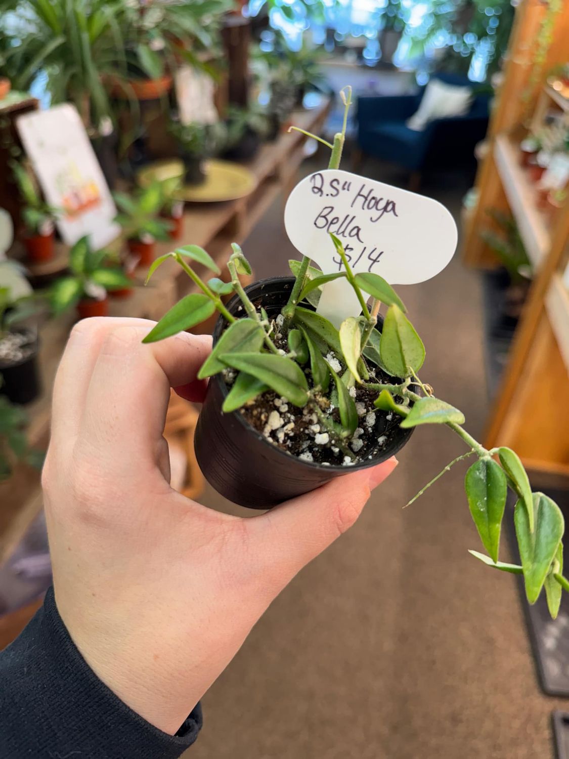 3.5&quot; Hoya Bella