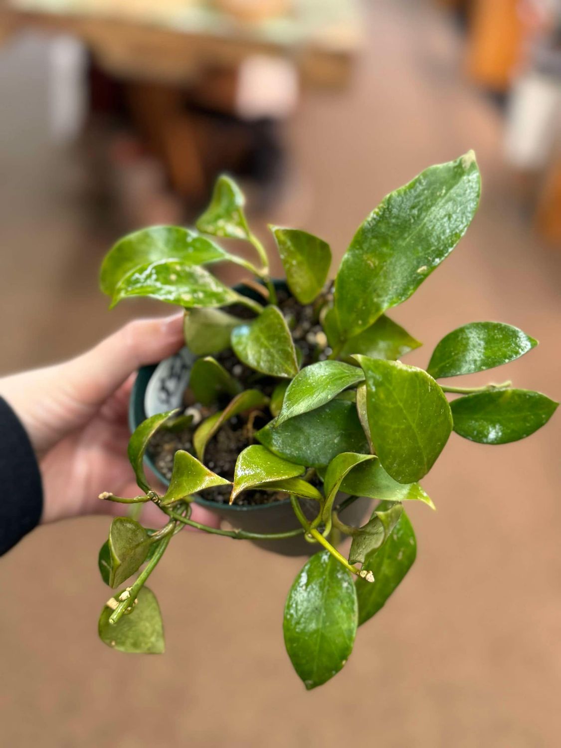 4&quot; Hoya Tequila Sunrise