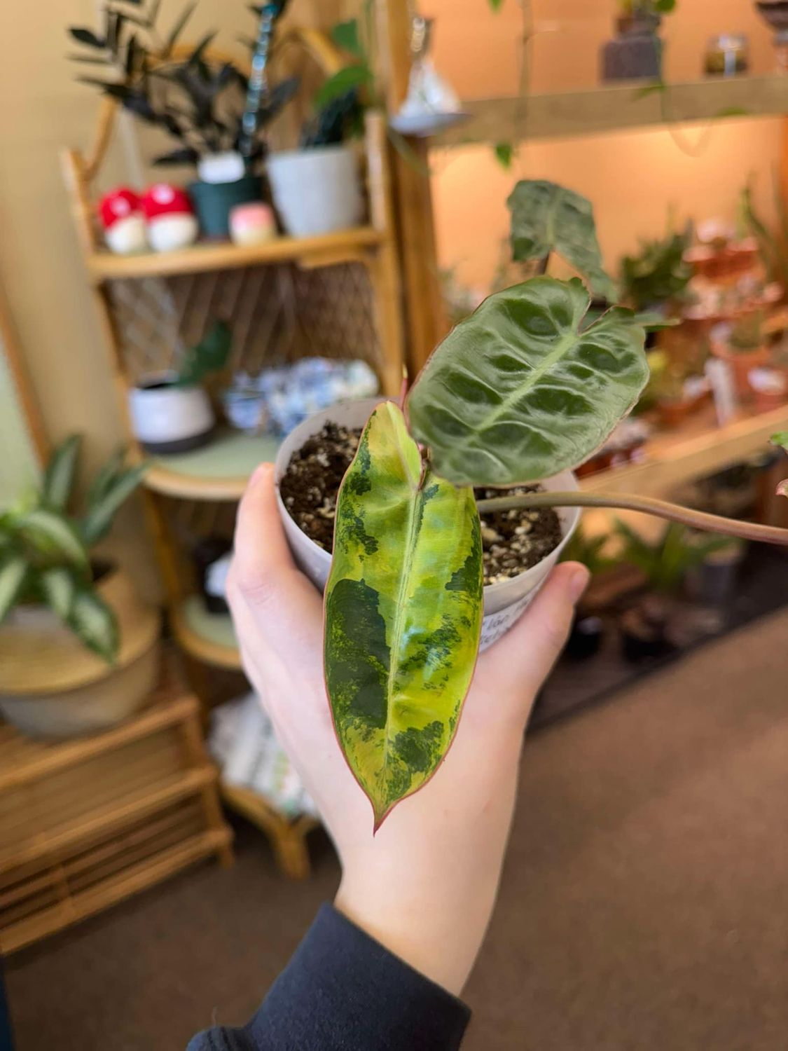 4&quot; Philodendron Bilietiae Variegata