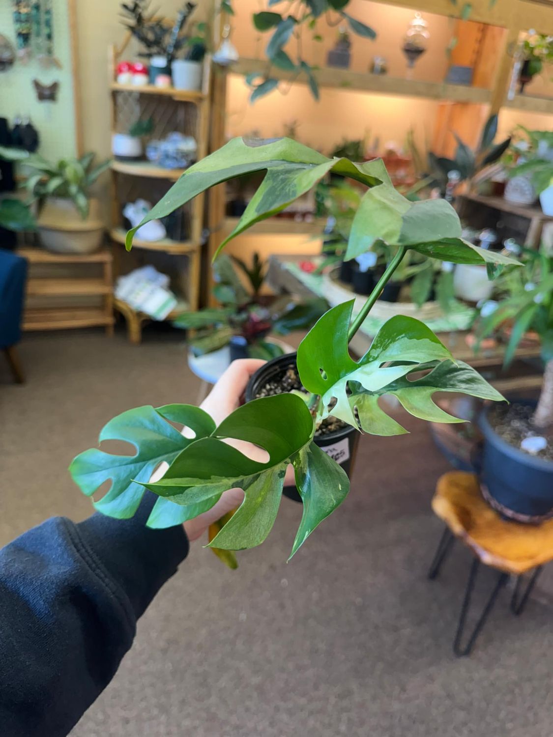 4&quot; Variegated Rhaphidophora Tetrasperma