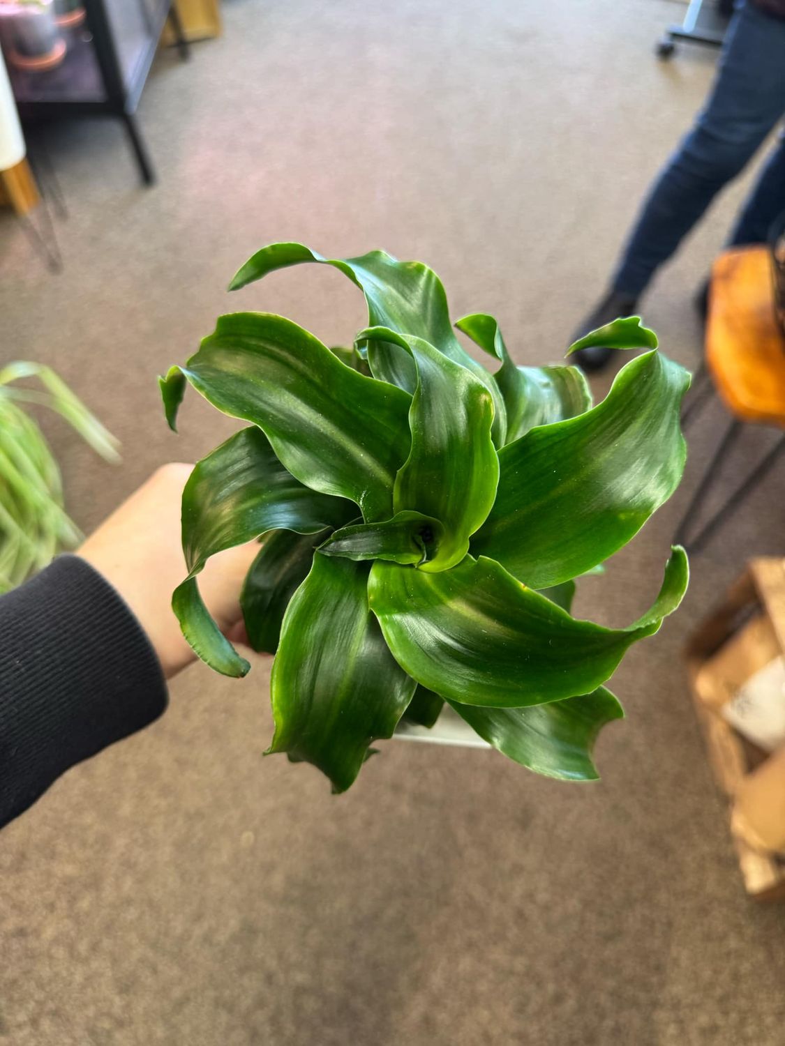 4&quot; Dracaena Tornado