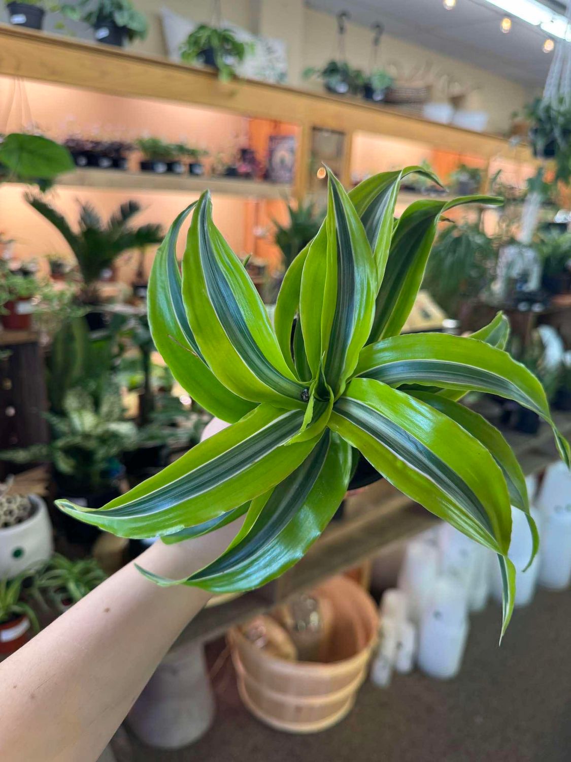4&quot; Dracaena Lemon Suprise