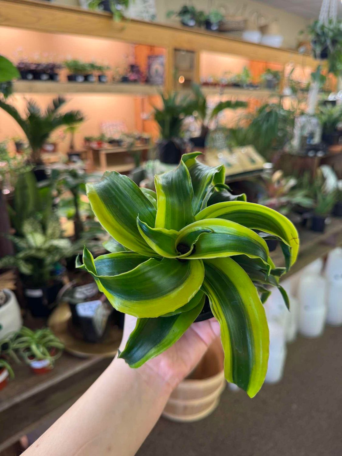 4&quot; Dracaena Yellow Tornado