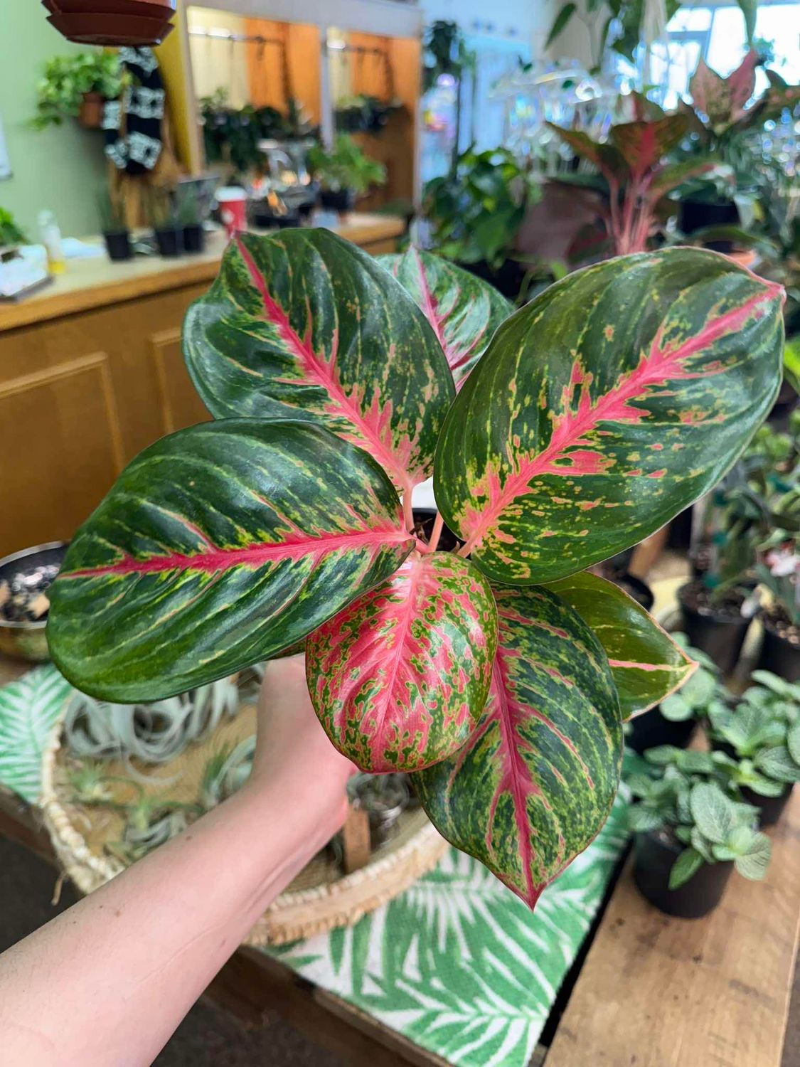 5&quot; Aglaonema Aurora Siam