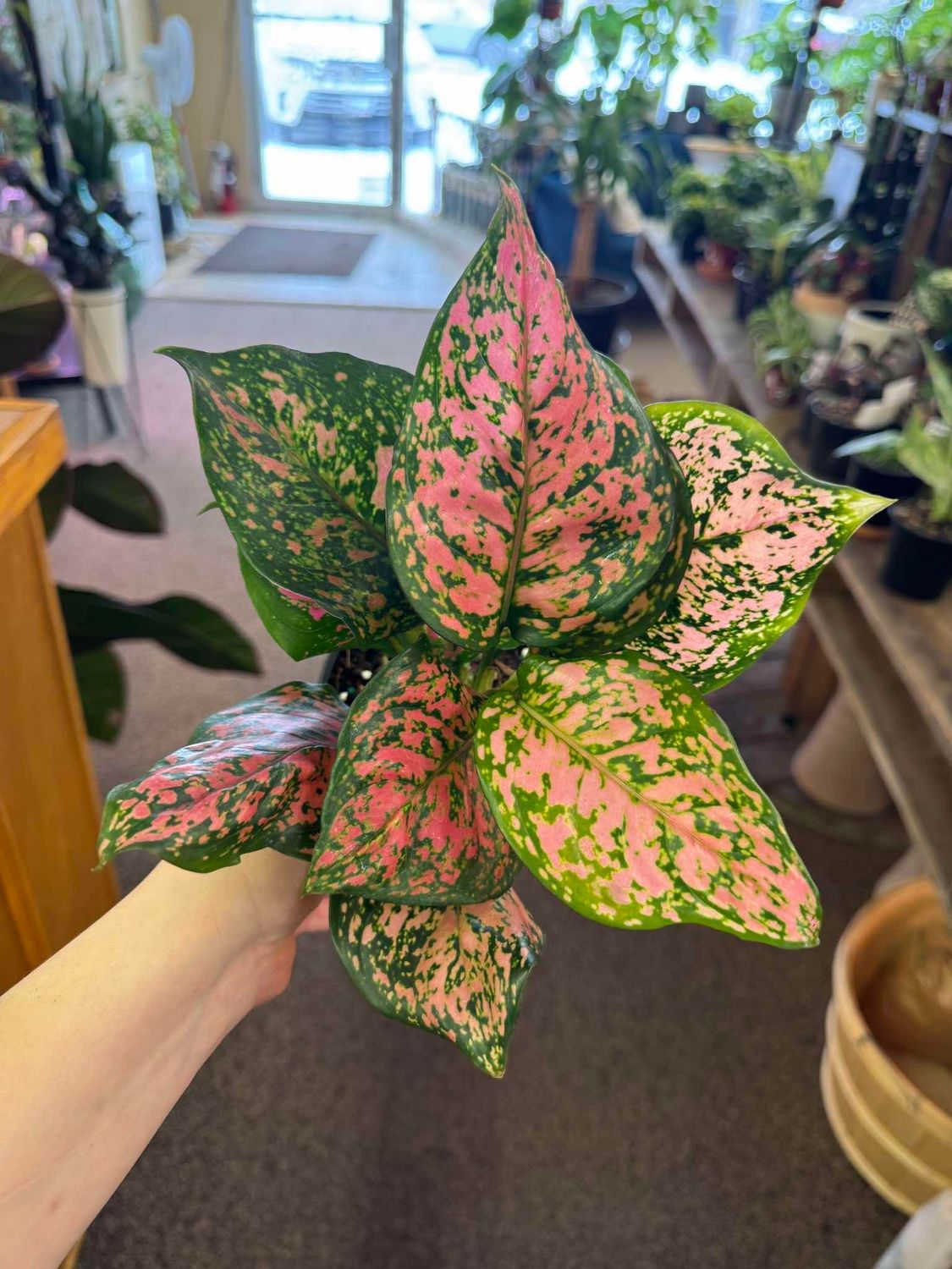 5&quot;Aglaonema Valentine