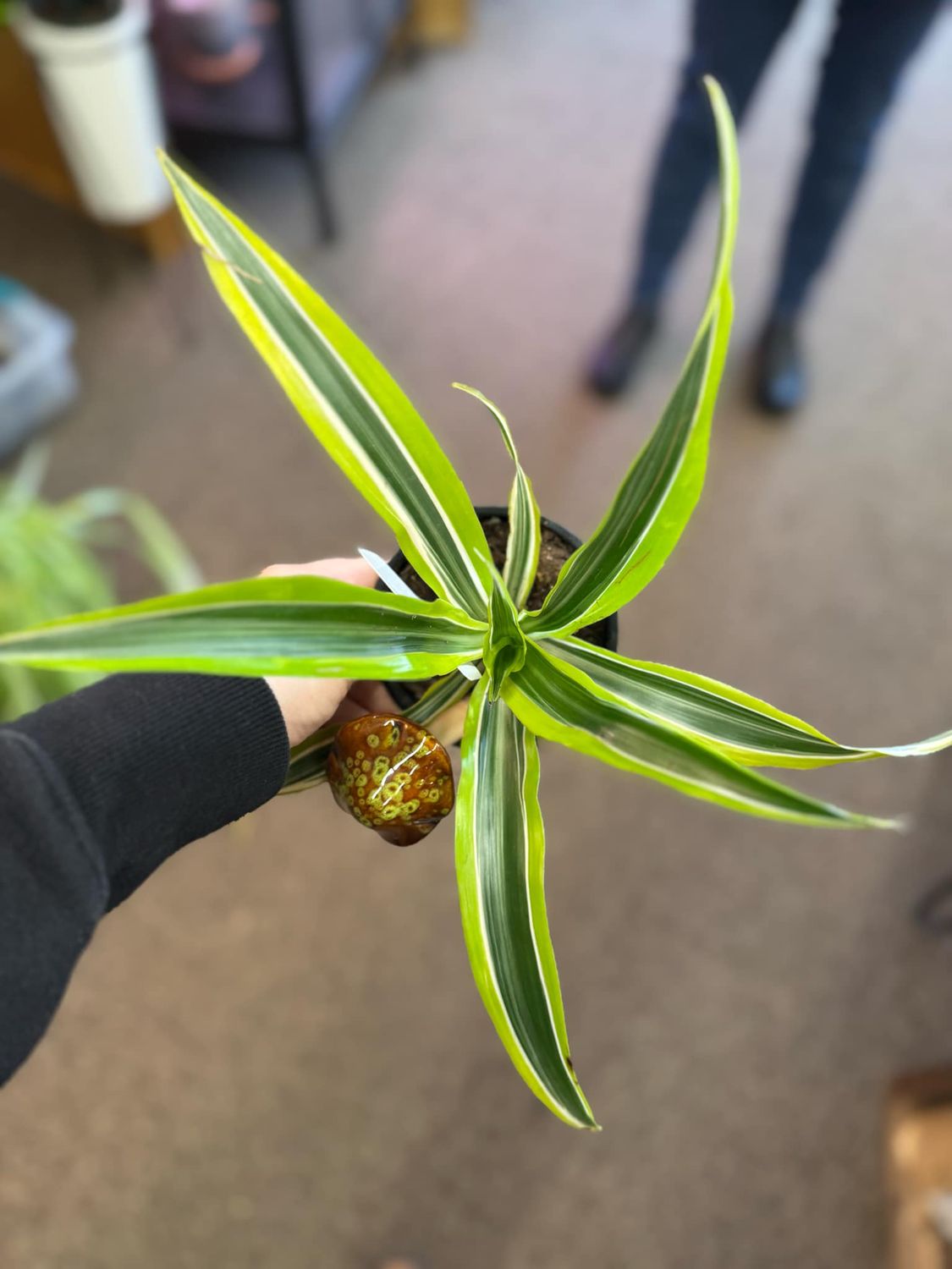 4&quot; Dracaena Lemon Lime