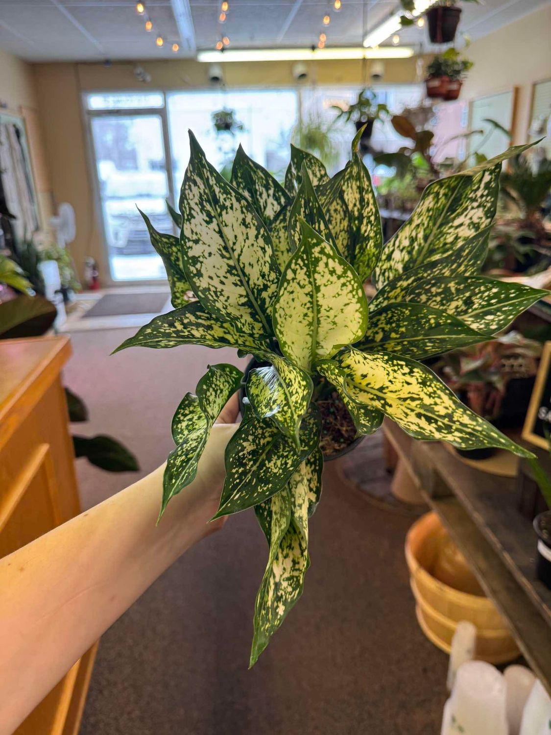 5&quot; Aglaonema Spring Snow