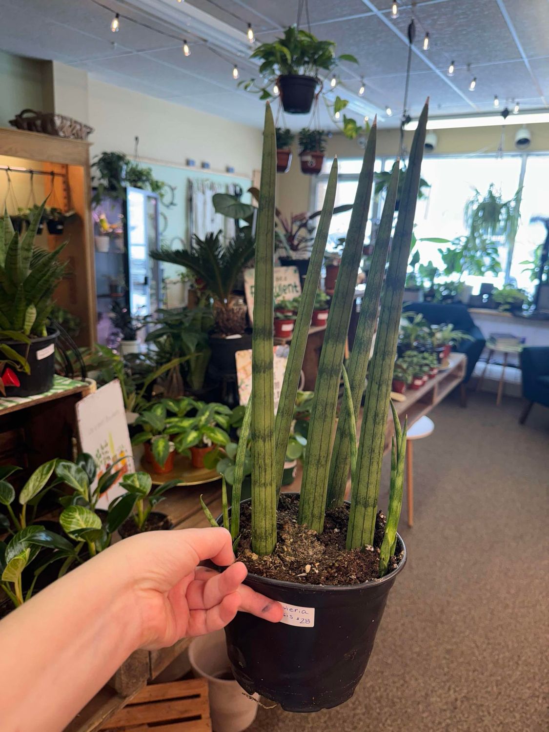6&quot; Sansevieria Cylindrica