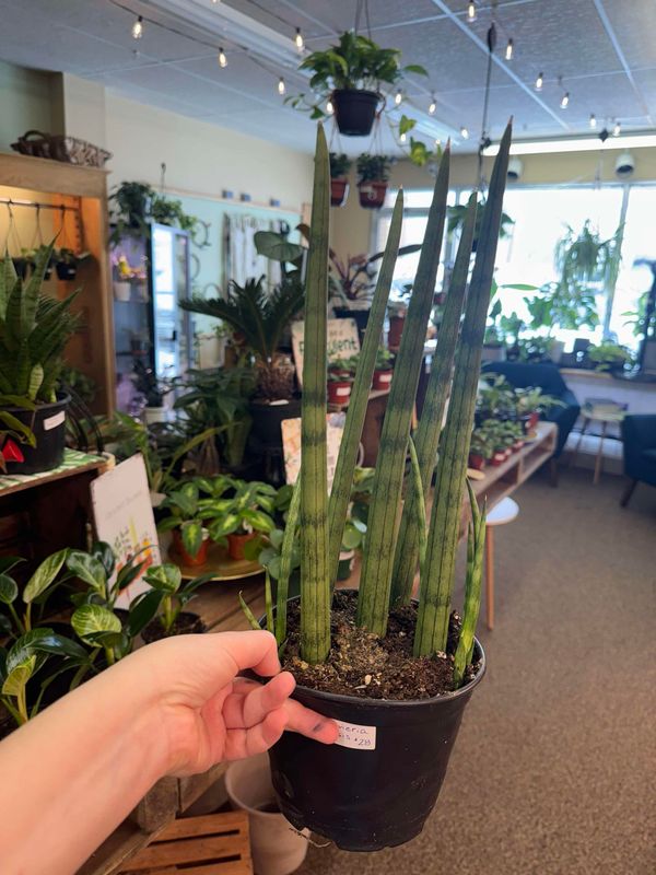6&quot; Sansevieria Cylindrica