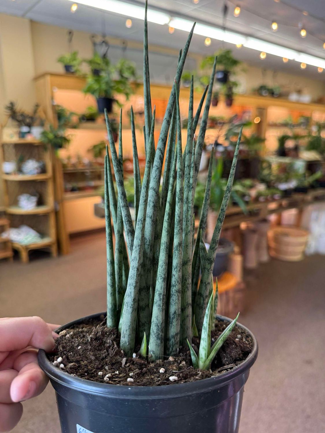 6&quot; Sanservia Icicle