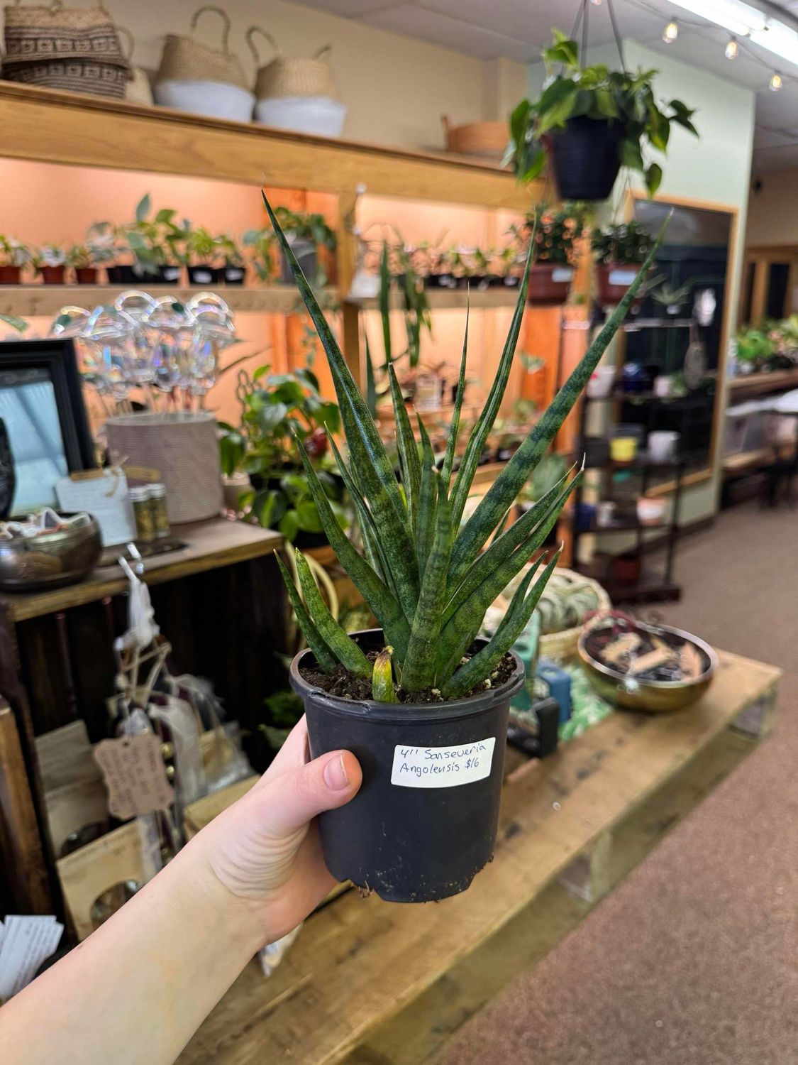 4&quot; Sanseveria Angoleusis