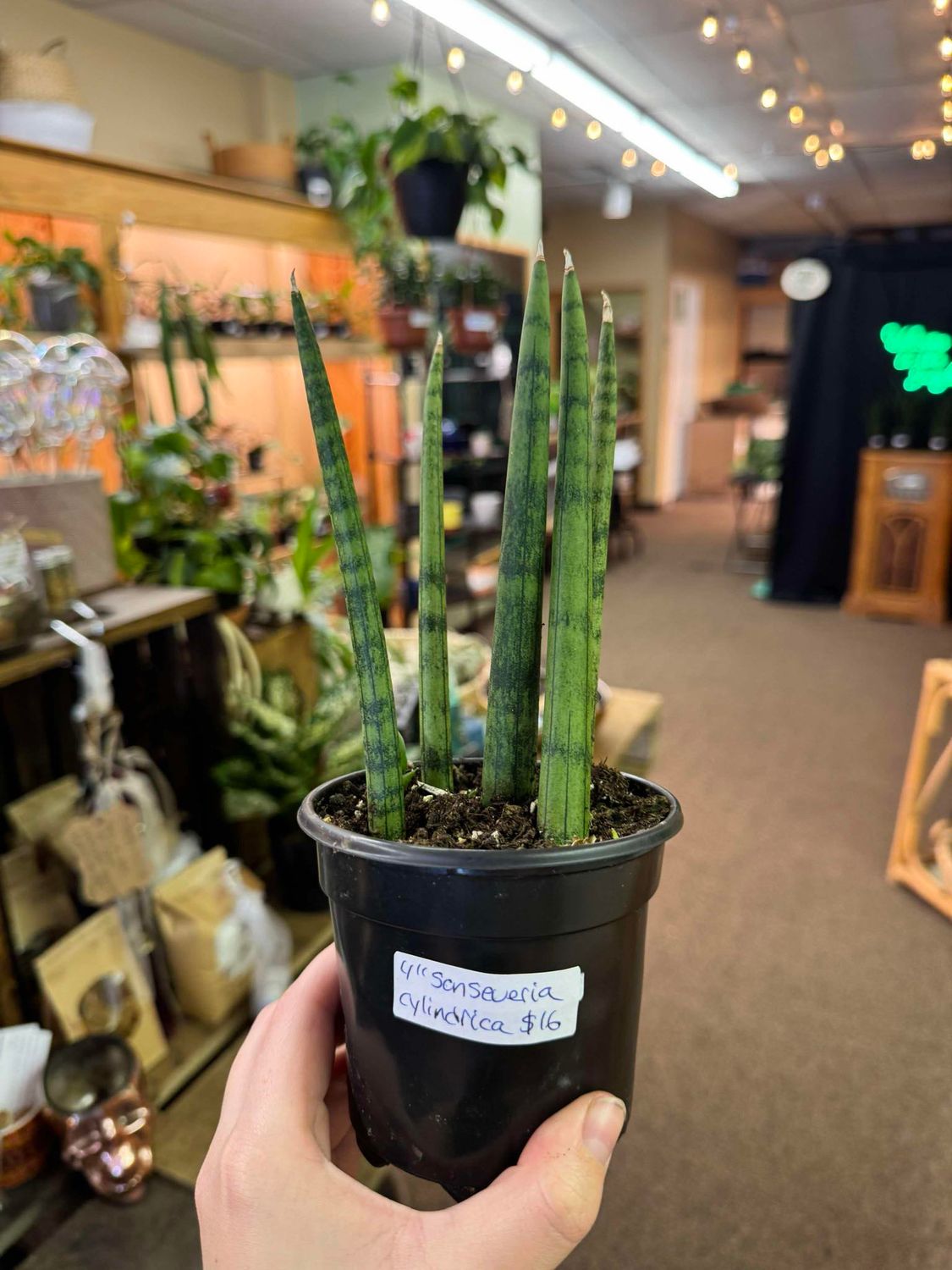 4&quot; Sanseveria Cylindrica