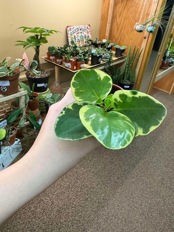 2.5&quot; Peperomia Obtusfolia Marble
