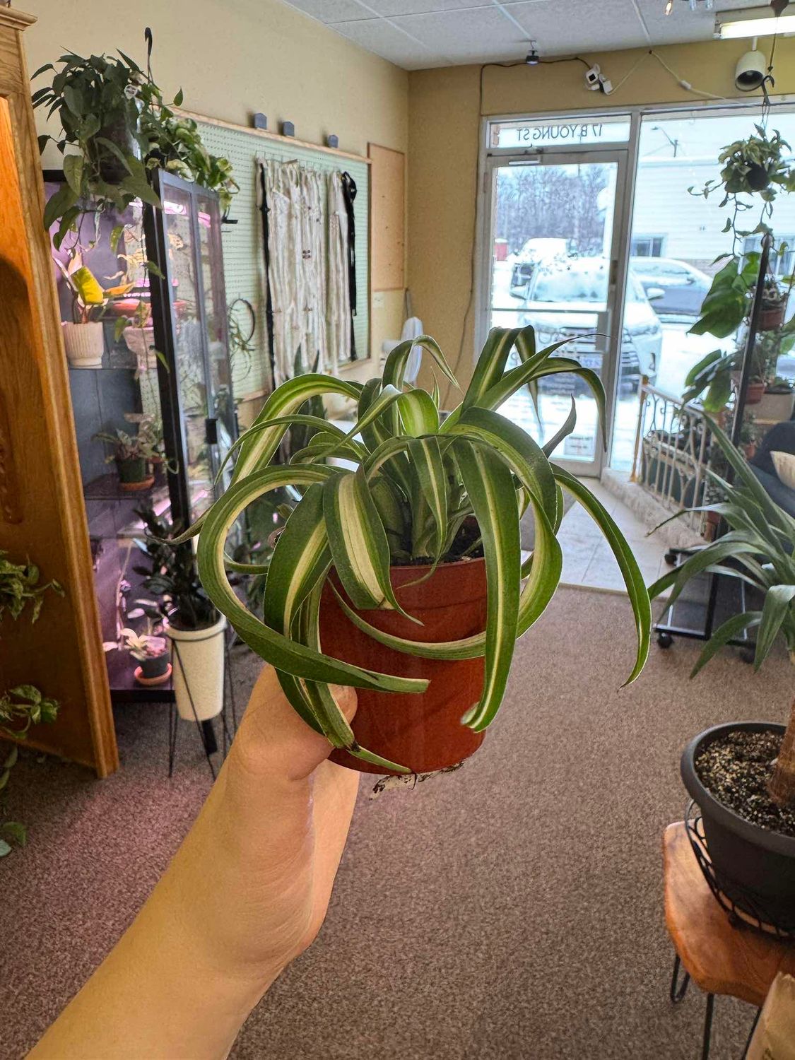 2.5&quot; Bonnie Spider Plant