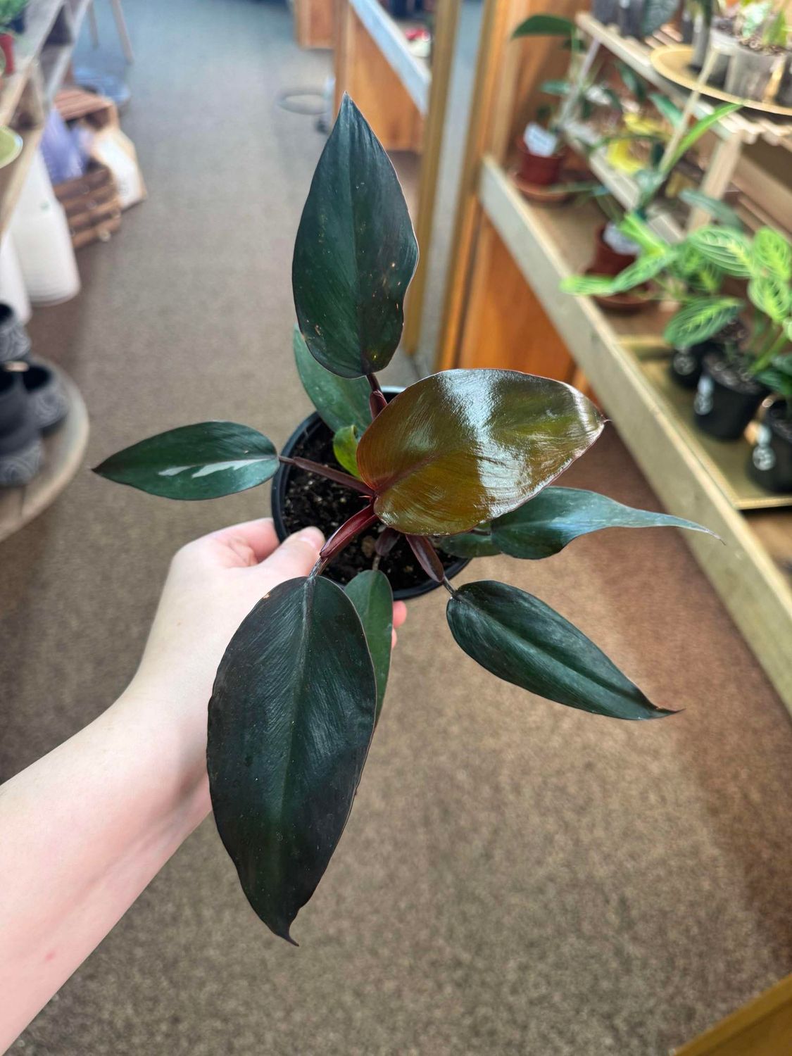 4&quot; Philodendron Pink Princess(Low Variegation)