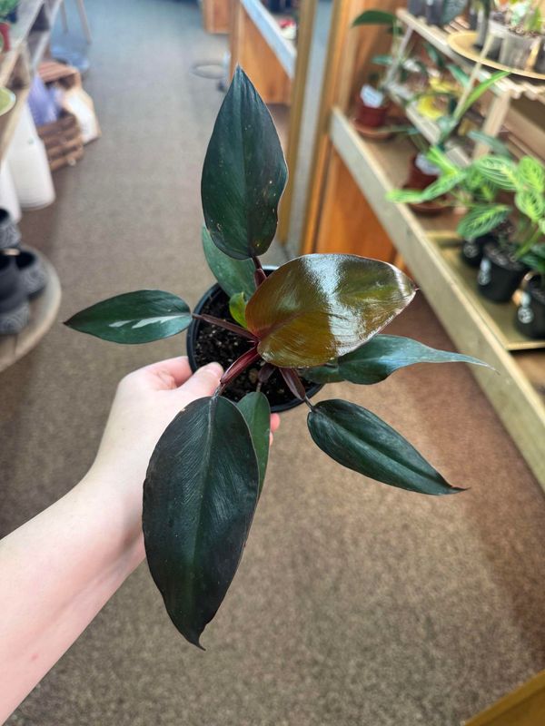 4&quot; Philodendron Pink Princess(Low Variegation)