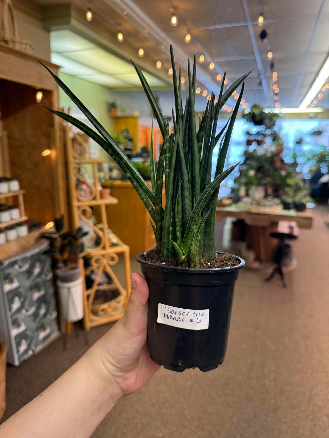 4&quot; Sanservia Mikado