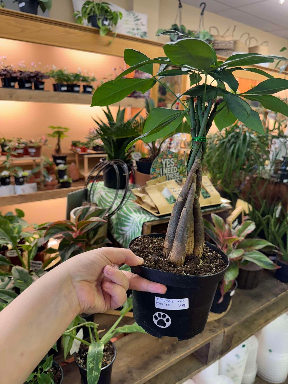 6&quot; Money Tree